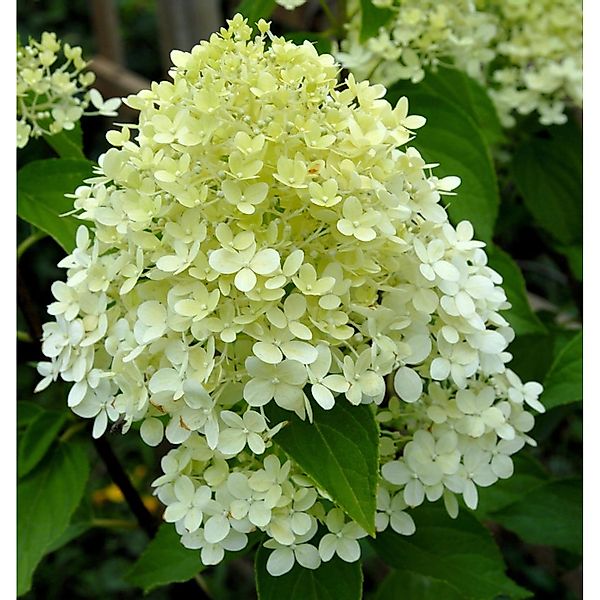 Rispenhortensie Whitelight 40-60cm - Hydrangea paniculata günstig online kaufen