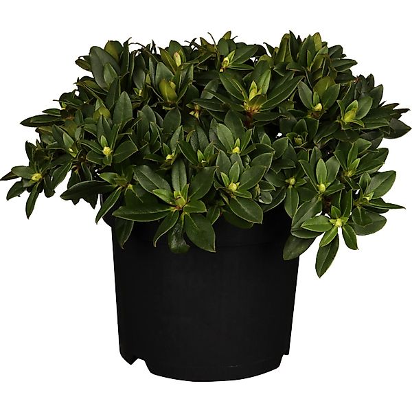 OBI Rhododendron Patty Bee Gelb Höhe ca. 20 - 25 cm  Topf ca. 2 l günstig online kaufen