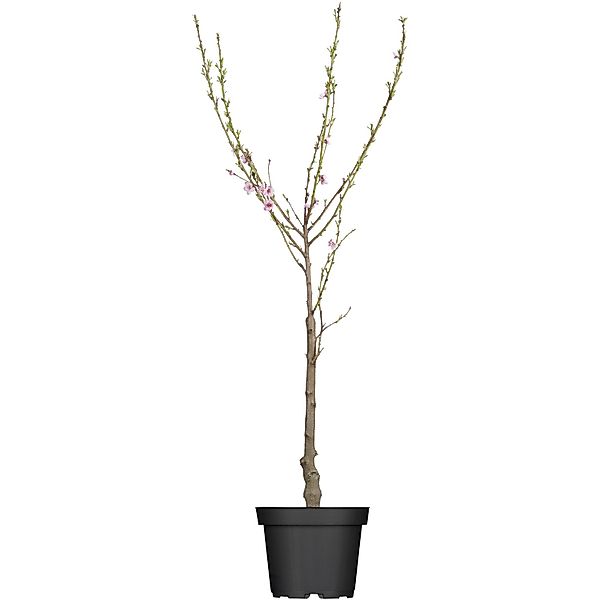 GROW by OBI Bio Pfirsich Red Haven Höhe ca. 80 - 100 cm Topf ca. 7 l günstig online kaufen