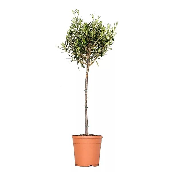 Casa Caron | Olivenbaum Olea Europaea günstig online kaufen