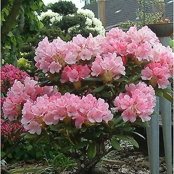 INKARHO - Rhododendron Loreley 25-30cm - Rhododendron yakushimanum günstig online kaufen