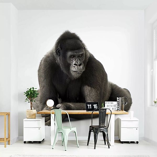 Fototapete Gorilla I günstig online kaufen