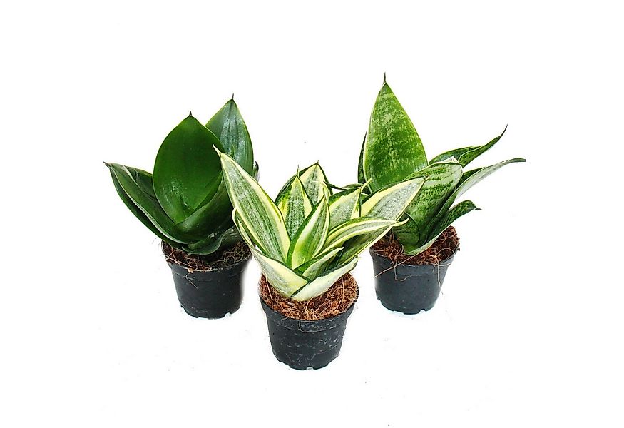 Exotenherz Zimmerpflanze Sansevieria trifaciata hahnii 3 versch. Pflanzen i günstig online kaufen