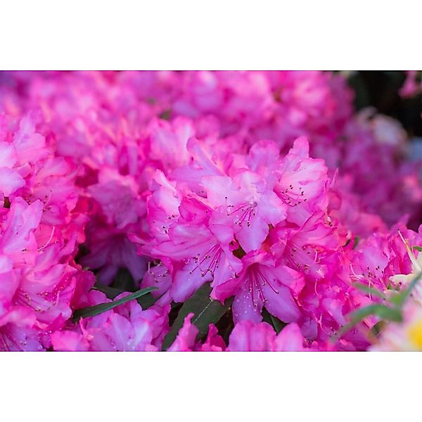 Rhododendron Makinoi Rosa Perle Rosa Blüten 30–40 cm günstig online kaufen