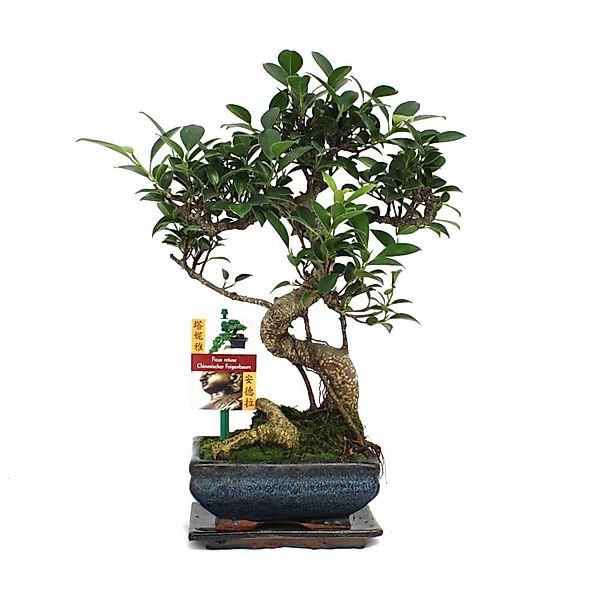Exotenherz Zimmerpflanze Bonsai Chinesischer Feigenbaum - Ficus retusa - ca günstig online kaufen
