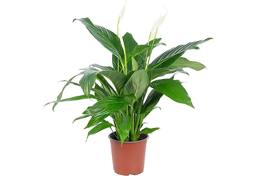 Flowerbox Zimmerpflanze Einblatt 4-8 Blüten/Knospen - Spathiphyllum, pflege günstig online kaufen
