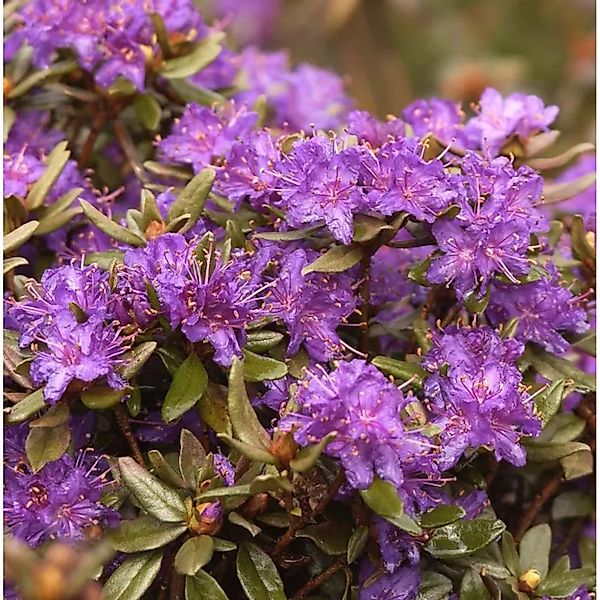 Zwerg Rhododendron Usambara 15-20cm - Rhododendron russatum - Zwerg Alpenro günstig online kaufen