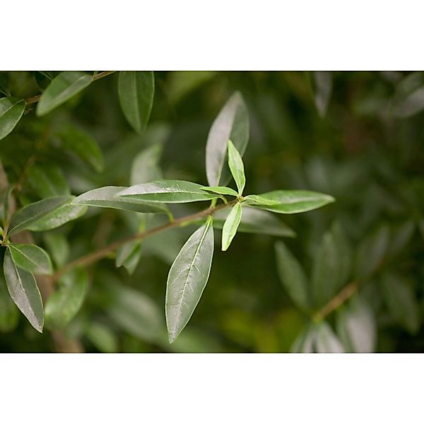 Ligustrum vulgare 20-30 cm günstig online kaufen