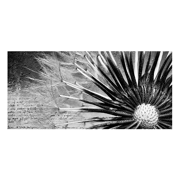 Magnettafel Blumen - Querformat 2:1 Pusteblume Schwarz & Weiß günstig online kaufen