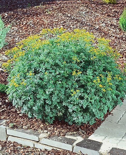 Pflanzen für Dich Staude Ruta graveolens Jackman's Blue, 1 St., Weinraute, günstig online kaufen