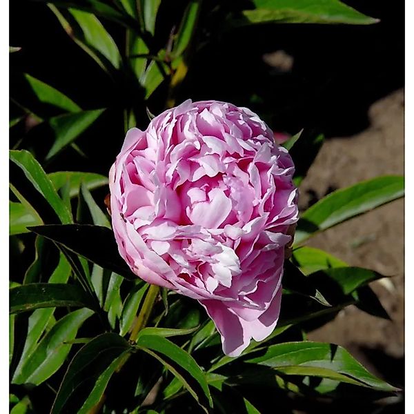 Edelpfingstrose Mammoth Rose - Paeonia,actiflora günstig online kaufen