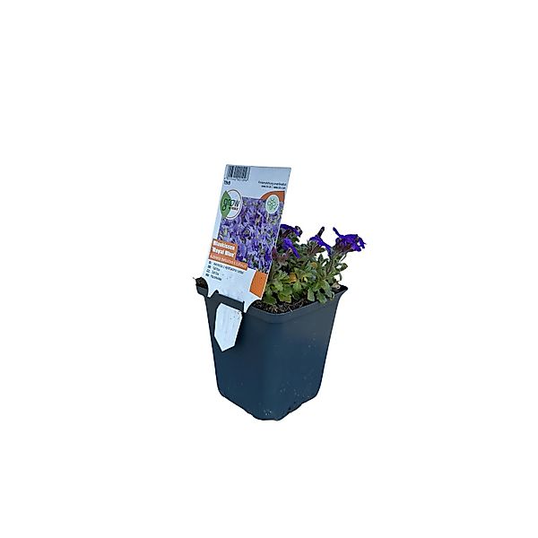 GROW by OBI Blaukissen Royal Blue Blau Topf-Ø ca. 9 cm x 9 cm Aubrieta günstig online kaufen