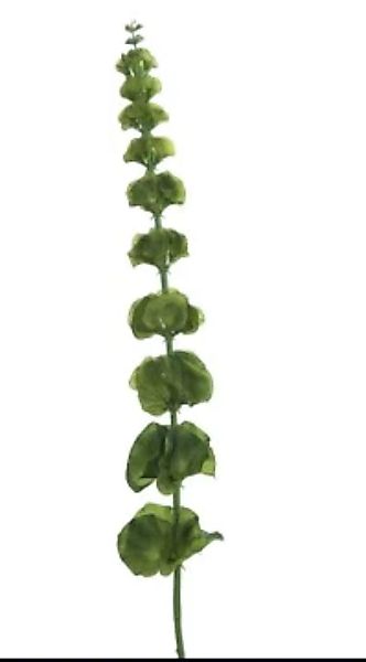 Kunstblume Muschelblume Zweig grün 78 cm günstig online kaufen