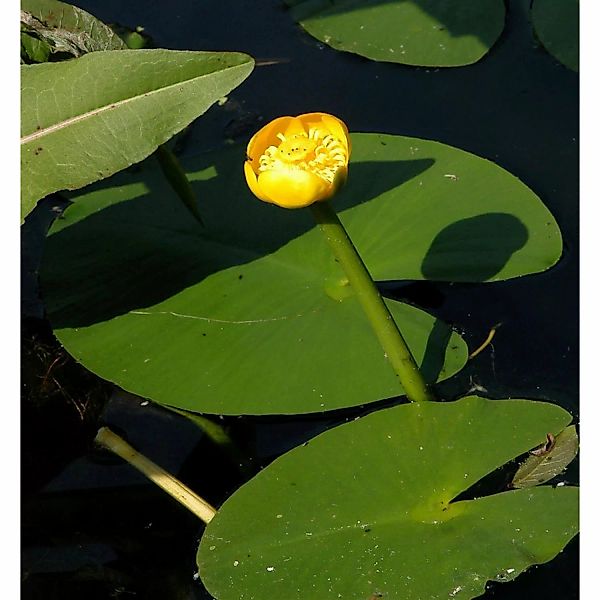 Japanische Seerose - Nuphar japonica günstig online kaufen