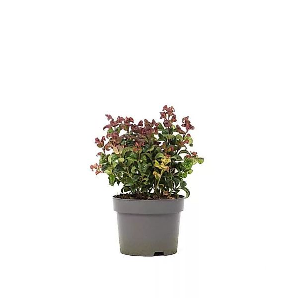 OH2 | Zimmerpflanze Curly Red günstig online kaufen