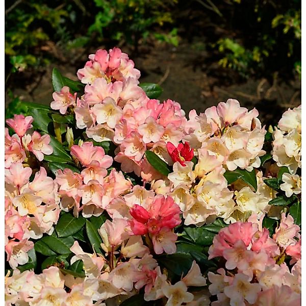 INKARHO - Großblumige Rhododendron Aureolin 25-30cm - Alpenrose günstig online kaufen