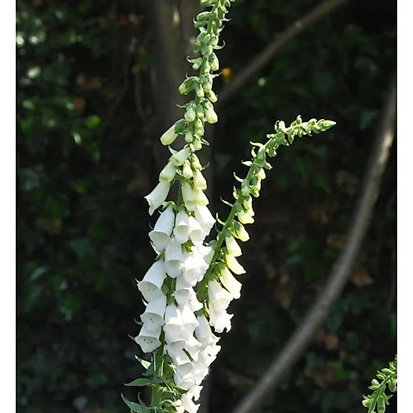 Fingerhut Snow Thimble - Digitalis purpurea günstig online kaufen