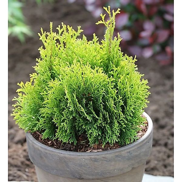 Gelbe Scheinzypresse Miky 25-30cm - Chamaecyparis,awsoniana günstig online kaufen