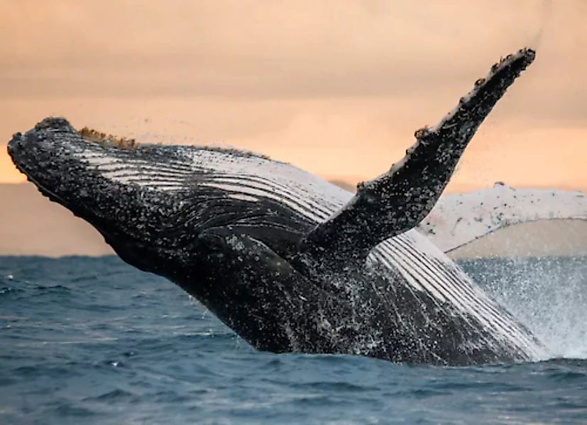 Papermoon Fototapete »Humpback Whale« günstig online kaufen