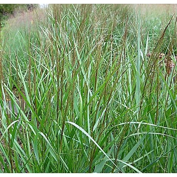 Rutenhirse Warrior - Panicum virgatum günstig online kaufen