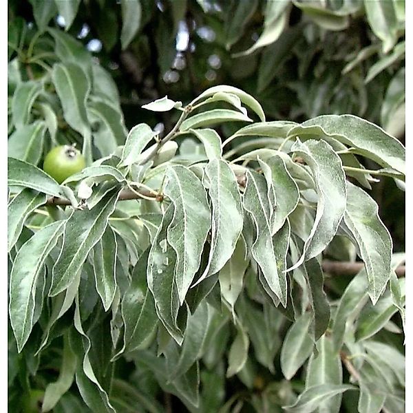 Wildbirne 60-80cm - Pyrus communis günstig online kaufen