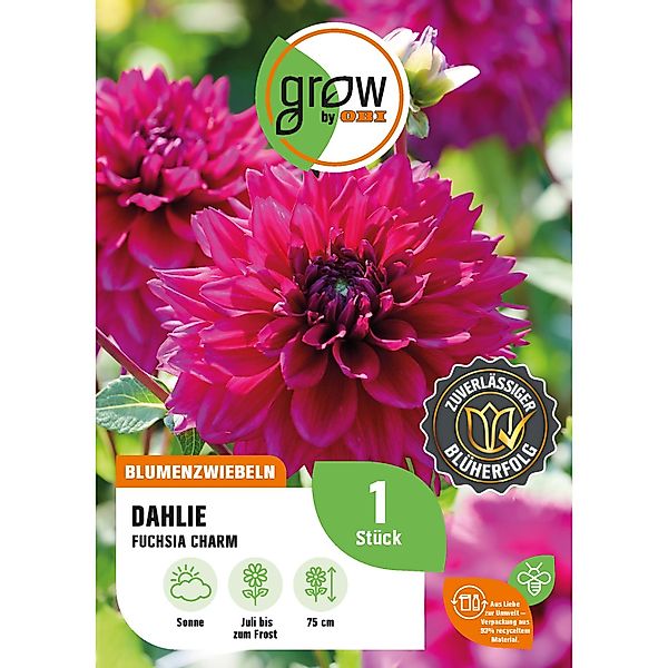 GROW by OBI Dahlie Fuchsia Charm Höhe ca. 75 cm günstig online kaufen