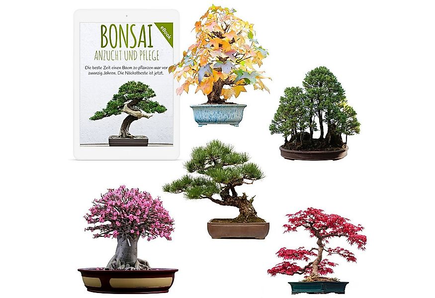 HappySeed Blumensamen Außergewöhnliche Bonsai Samen mit hoher Keimrate - 5e günstig online kaufen