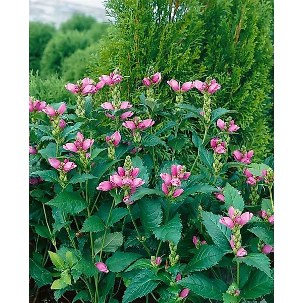 Chelone Obliqua Schiefe Schildblume Ca. 9x9 cm Topf günstig online kaufen