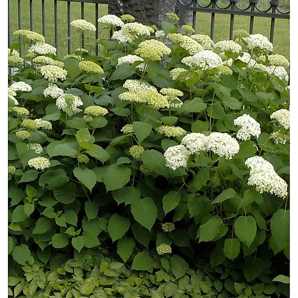 Ballhortensie Bounty 60-80cm - Hydrangea arborescens günstig online kaufen