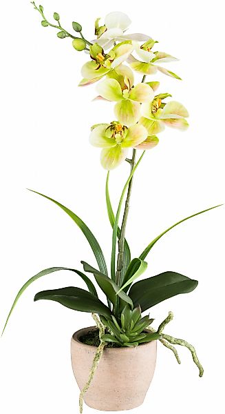 Creativ green Kunstorchidee "Orchidee Phalaenopsis", mit Sukkulenten und Gr günstig online kaufen