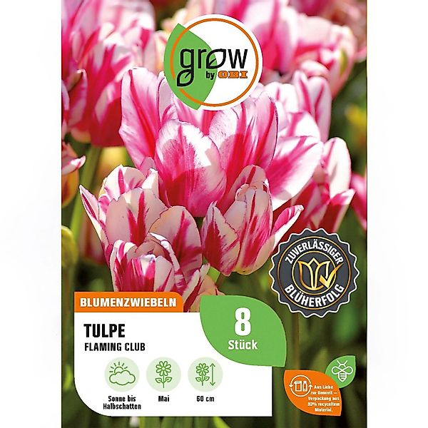 GROW by OBI Tulpe Flaming Club Rot-Weiß 8 Stück Tulipa single late Flaming günstig online kaufen