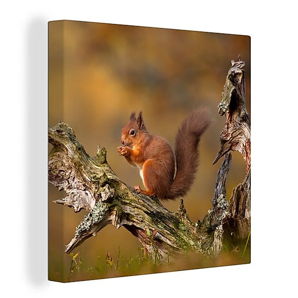OneMillionCanvasses® Leinwandbild Rotes Eichhörnchen im Herbst, günstig online kaufen