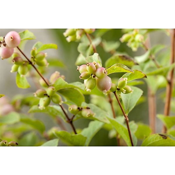 Symphoricarpos doorenbosii 'Magic Berry' 100-125 cm günstig online kaufen