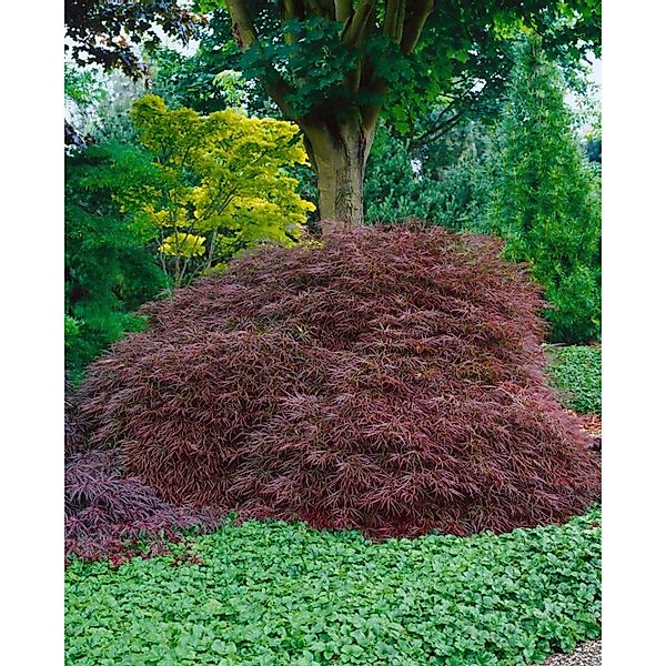 Acer Palmatum Ornatum Japanischer Ahorn 150–175 cm günstig online kaufen