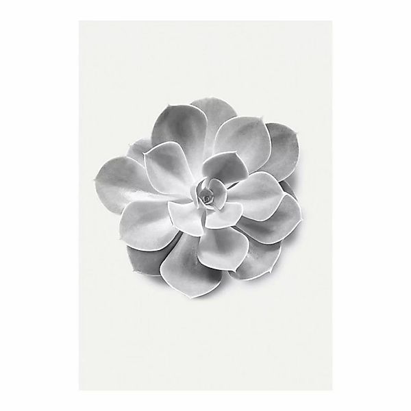 Komar Poster Succulent Aeonium Pflanzen B/L: ca. 50x70 cm günstig online kaufen