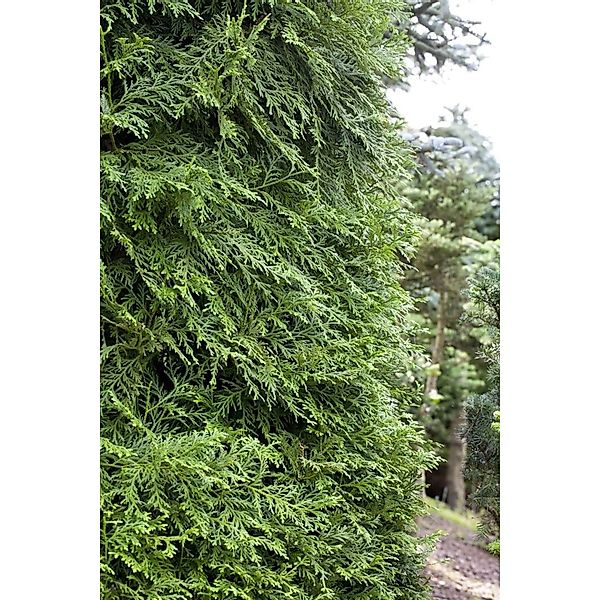 Thujopsis dolabrata 100-125 cm günstig online kaufen