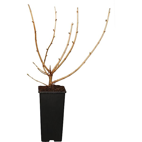 GROW by OBI Bio Jostabeere Schwarz Höhe ca. 20 - 30 cm Topf ca. 2, Ribes günstig online kaufen