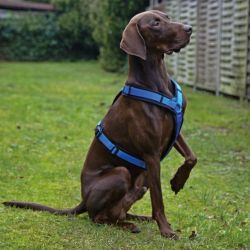 AnnyX Hunde-Geschirr Brustgeschirr Fun - gepolstert günstig online kaufen