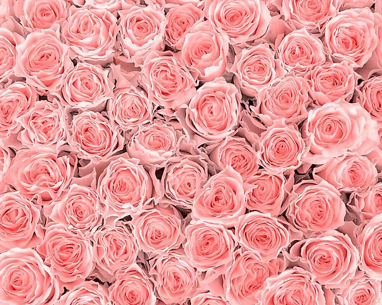 Fototapete "Pink Roses" 4,00x2,67 m / Glattvlies Brillant günstig online kaufen