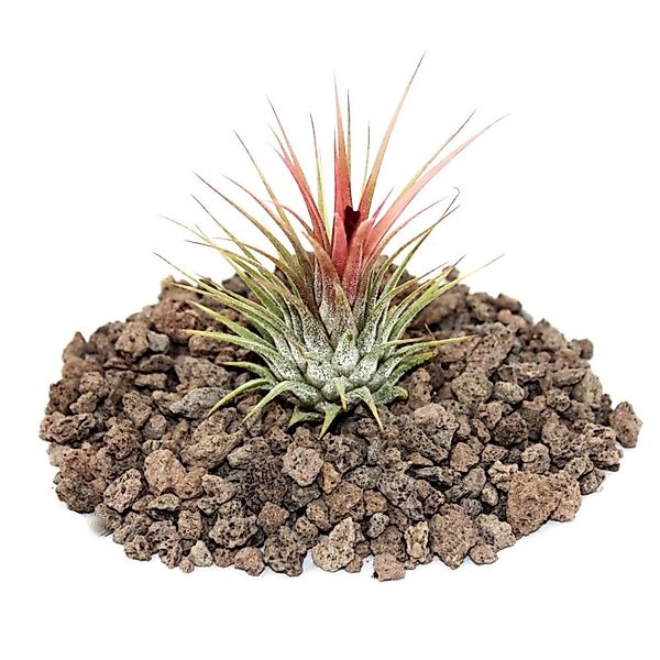 Exotenherz Zimmerpflanze Tillandsia ionantha ionantha - lose Pflanze günstig online kaufen