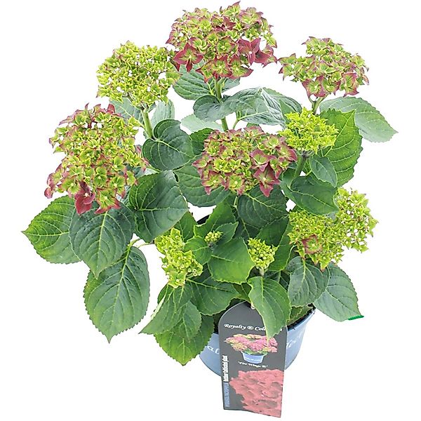 Gartenhortensie Fire Wings Rot Höhe ca. 20 - 30 cm Topf ca. 3,5 l günstig online kaufen
