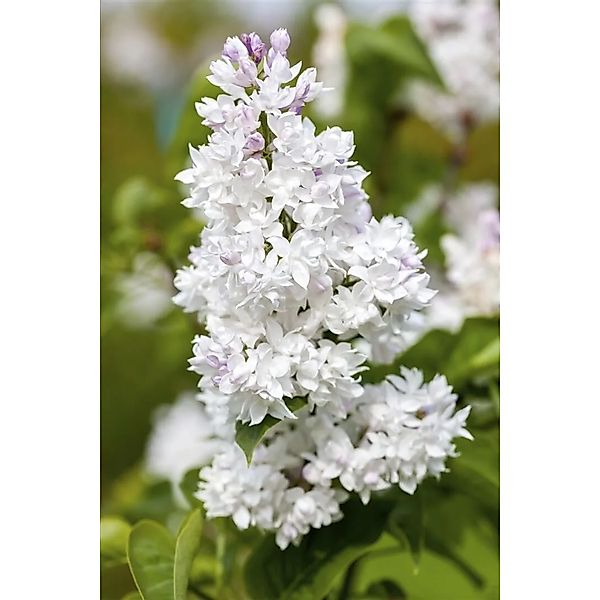 Syringa Vulgaris Flieder Mme Lemoine 125-150 cm günstig online kaufen