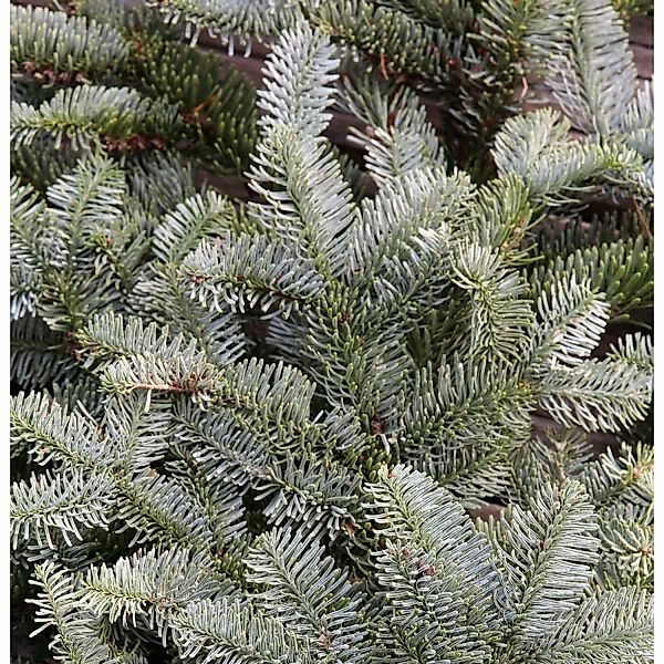 Silbertanne Wiesmoor Nixe 40-50cm - Abies procera günstig online kaufen