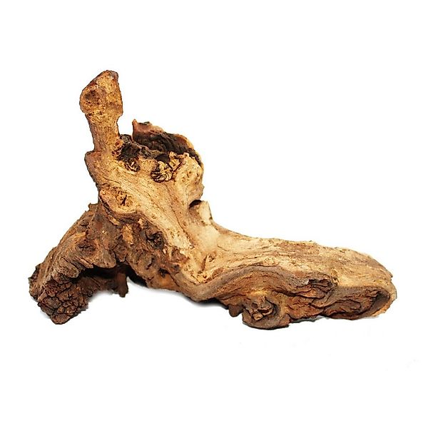 Exotenherz Zimmerpflanze Mopanie-Wurzel Gr. S 12-18 cm günstig online kaufen