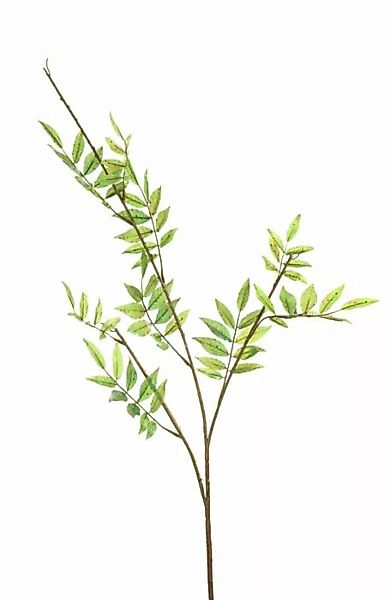 Flower & Style Kunstpflanzen & -blumen Blätterzweig frühlingsgrün 98 cm (gr günstig online kaufen