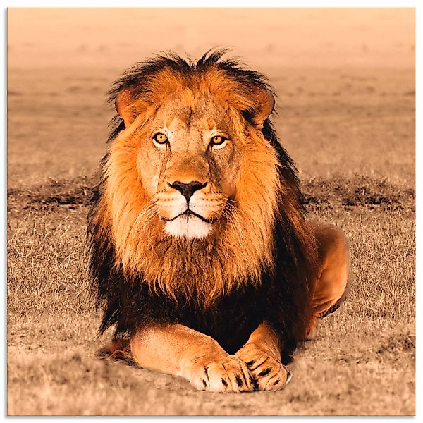 Artland Wandbild "Löwe" Wildtiere 1 Stk. tlg. als Alubild, Outdoorbild, Lei günstig online kaufen