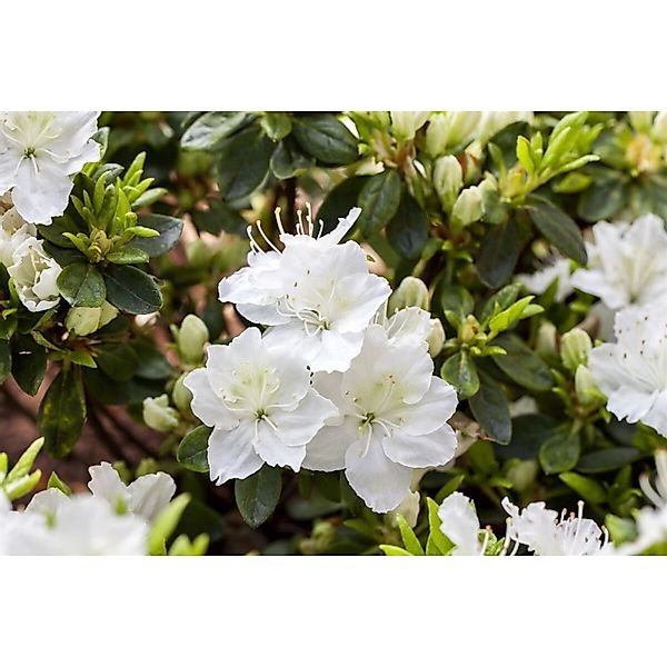 Rhododendron Obtusum Schneewittchen Azalee Weiß 20–25 cm günstig online kaufen