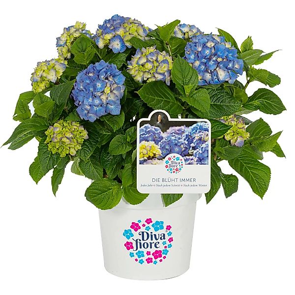 GROW by OBI Bauernhortensie Diva Fiore Blau Höhe ca. 30 cm -40 cm Topf ca. günstig online kaufen