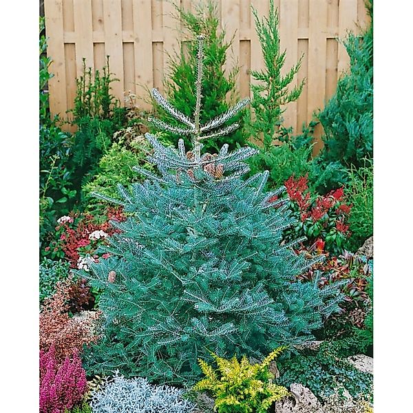 Abies Koreana Inga Koreanische Tanne 60–70 cm günstig online kaufen