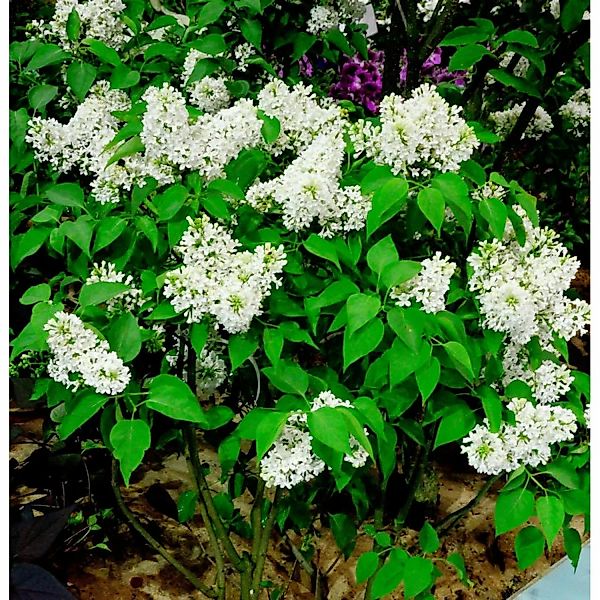 Edelflieder Sterntaler - Kircher-Collection 40-60cm - Syringa vulgaris günstig online kaufen